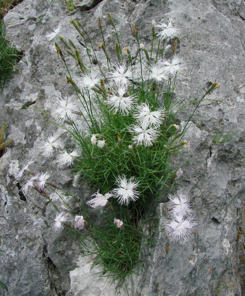 DIANTHUS spiculifolius - остролистен  карамфил , АРОМАТЕН! (1625)